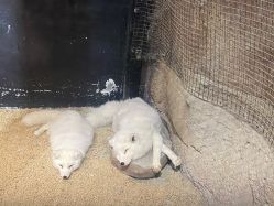 -酷嗒动物文化乐园(cutezoo西溪乐天城店)