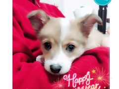 -翊宠yipet猫狗购宠庄园犬舍•猫舍