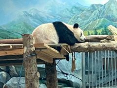-武汉动物园