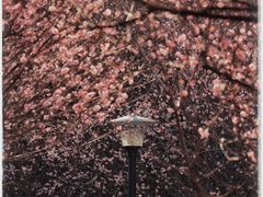 -中山市树木园