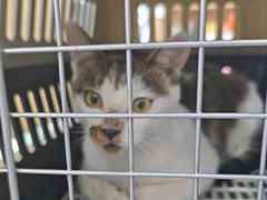 -瑞派长江宠物医院·猫科·外科·24小时夜护(谊城公寓分院)