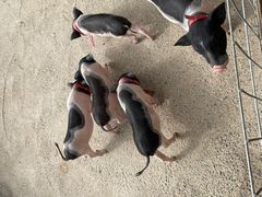 -前小桔亲子创意农场·草莓采摘·露营烧烤