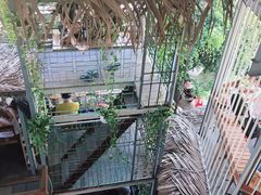-Rainforest