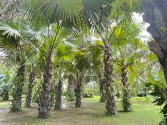 -中国科学院西双版纳热带植物园