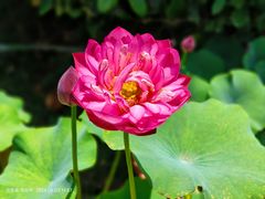 -洛阳市隋唐城遗址植物园