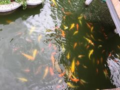 -豫园湖心亭茶楼