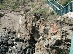 -大鹿岛