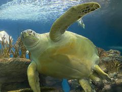 -上海海洋水族馆