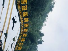 -西双版纳原始森林公园