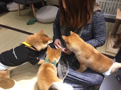 -逗柴咖啡屋·狗咖猫咖宠物桌游