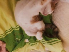 -芭比堂宠物医院·全科爱猫医院·仁德分院