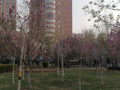-西清公园