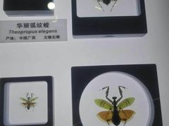 -上海昆虫博物馆