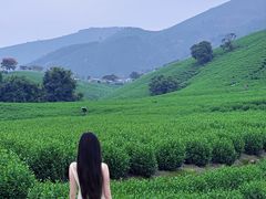 -帐篷客·溪龙茶谷度假酒店