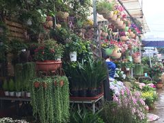 -桂林市花鸟市场