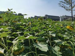 -西湖风景区-江洋畈生态公园