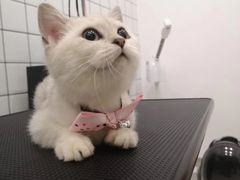 -BABIT巴比特宠物(MOMOPARK店)