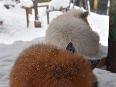 -宫城藏王狐狸村