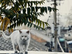 -前叁門