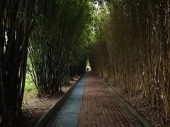 -安仁古镇