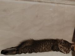 -瑞派紫金宠物医院24小时·骨科·中兽医·重症转诊中心(番禺大石院)
