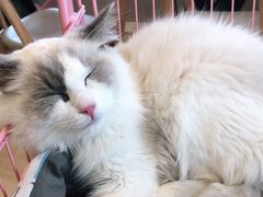 -Let's go狗咖·猫咖·奶狗·桌游(春熙路IFS店)