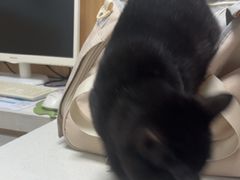 -瑞派长江宠物医院·猫科·外科·24小时夜护(谊城公寓分院)