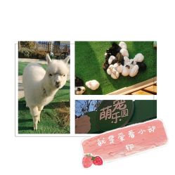 -萌宠亲子动物乐园(槐房万达店)