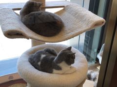 -猫大福·Fortune Cat猫舍(百子湾店)