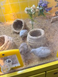 -神奇动物撸宠馆·羊驼·小浣熊·异宠(豫园店)