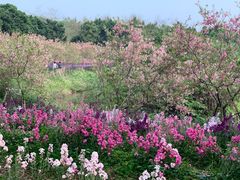 -天适樱花悠乐园