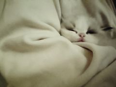 -艾贝尔宠物医院·24H转诊中心·肿瘤猫专科(江宁双龙店)
