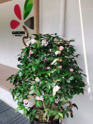 点击看大图 -Garden花園造型