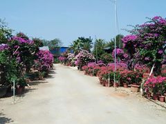 -洪湖湿地生态园