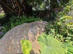 -原乡芦茨咖啡