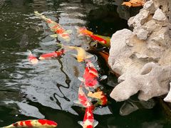-鲤院·新中式美学·庭院餐厅(夫子庙店)