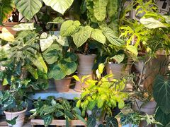 -自由生长植物工作室(深港花卉中心店)