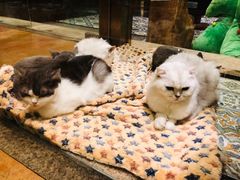 -more than meow吴止猫主题餐厅(承德 中船汇店)