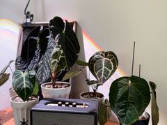 -本無咖啡·BeanWood Coffee