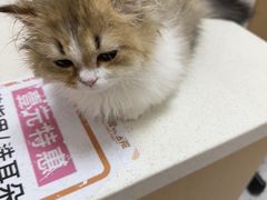 -瑞派康怡24h宠物医院·犬猫医疗中心·微创绝育(瑞景分院)