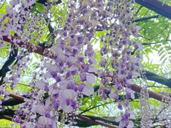 -嘉定紫藤园