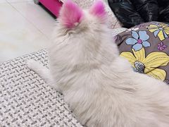 -宠福鑫康馨动物医院·骨科·眼科