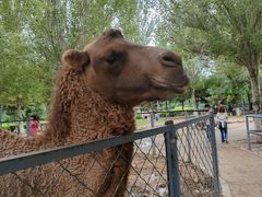 -长白岛森林公园