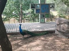 -北京麋鹿生态实验中心