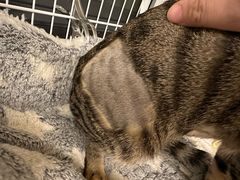 -创凡宠物医院·骨专科  猫科中心(西乡分院)