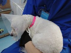 -芭比堂动物医院·犬猫全科·异宠专科(雁塔分院)