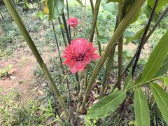 -中国科学院西双版纳热带植物园