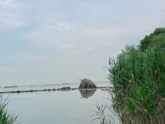 -上海吴淞炮台湾国家湿地公园