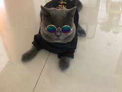 -伟伟宠物医院·瑞派猫友好医院·猫科(光谷店)
