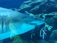 -迪拜水族馆及水下动物园